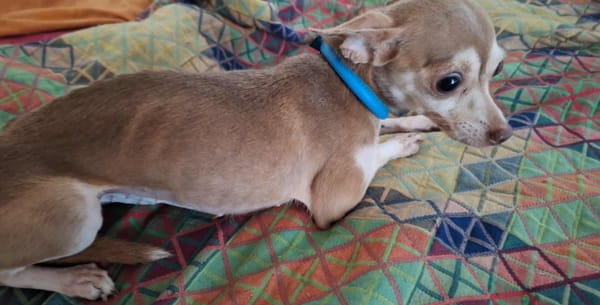 Lassie la petite câline