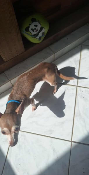 Lassie la petite câline