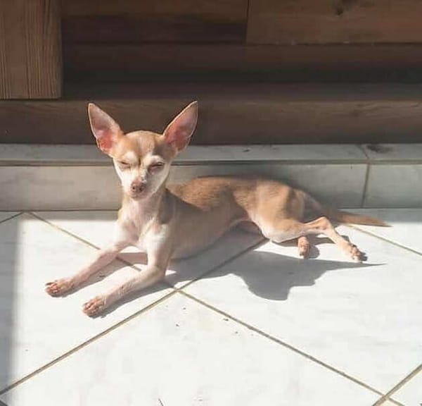 Lassie la petite câline