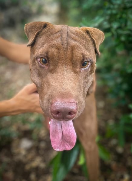 Pollux, mâle croisé shar pei, né le 03/06/2024🐶