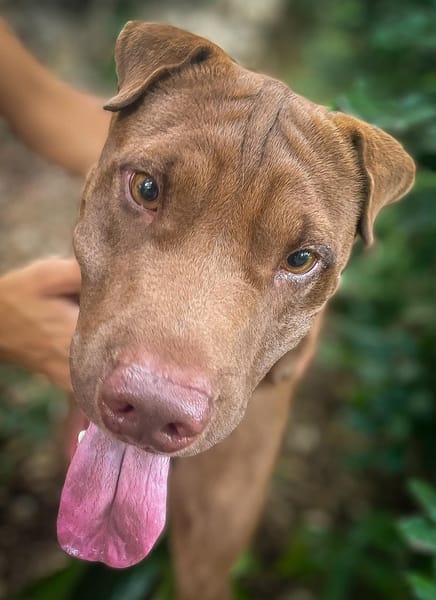 Pollux, mâle croisé shar pei, né le 03/06/2024🐶