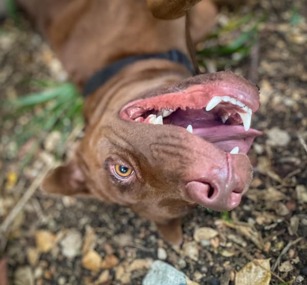 Pollux, mâle croisé shar pei, né le 03/06/2024🐶