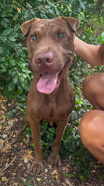 Pollux, mâle croisé shar pei, né le 03/06/2024🐶