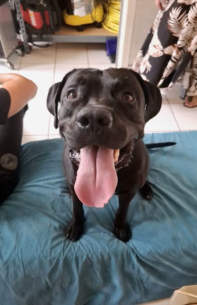 Tito, mâle croisé berger, né le 10/02/2022 🐶