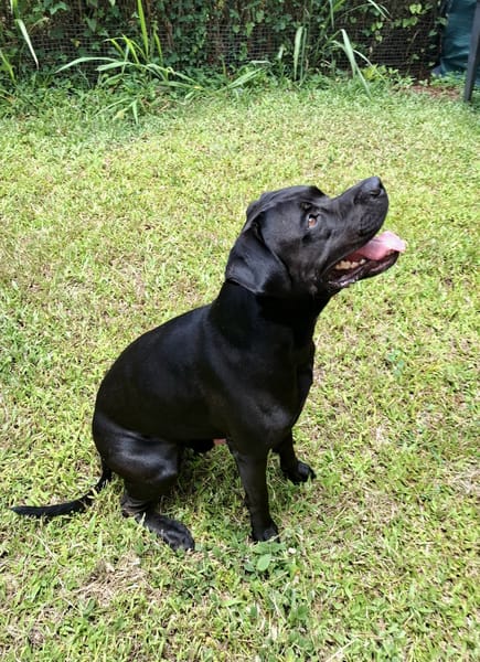Tito, mâle croisé berger, né le 10/02/2022 🐶