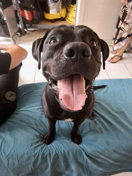 Tito, mâle croisé berger, né le 10/02/2022 🐶