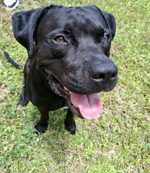 Tito, mâle croisé berger, né le 10/02/2022 🐶