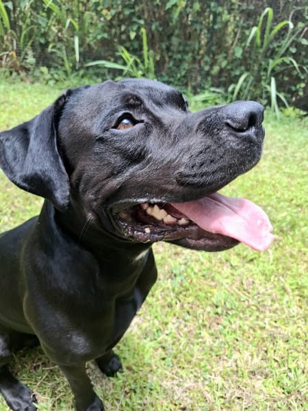 Tito, mâle croisé berger, né le 10/02/2022 🐶