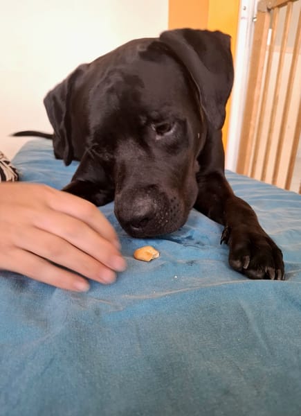Tito, mâle croisé berger, né le 10/02/2022 🐶
