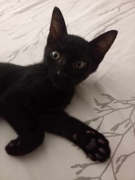 Amour, mâle croisé européen, né le 04/06/2025 🐱