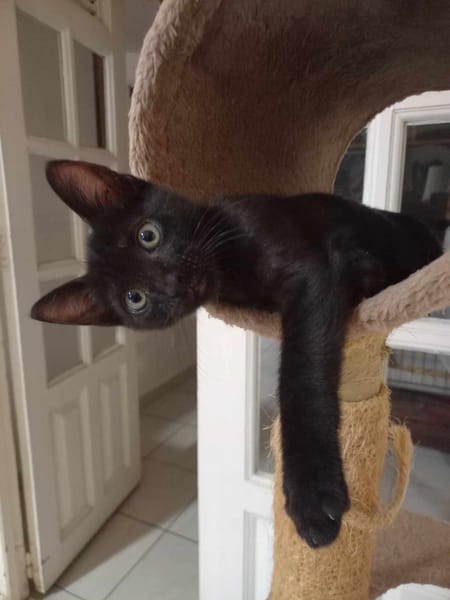 Amour, mâle croisé européen, né le 04/06/2025 🐱