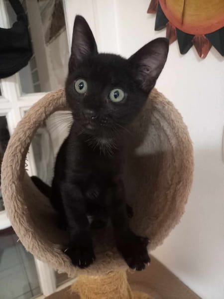 Amour, mâle croisé européen, né le 04/06/2025 🐱