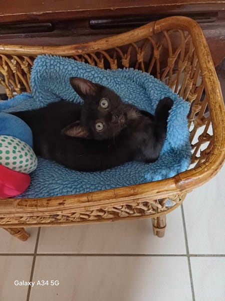 Amour, mâle croisé européen, né le 04/06/2025 🐱