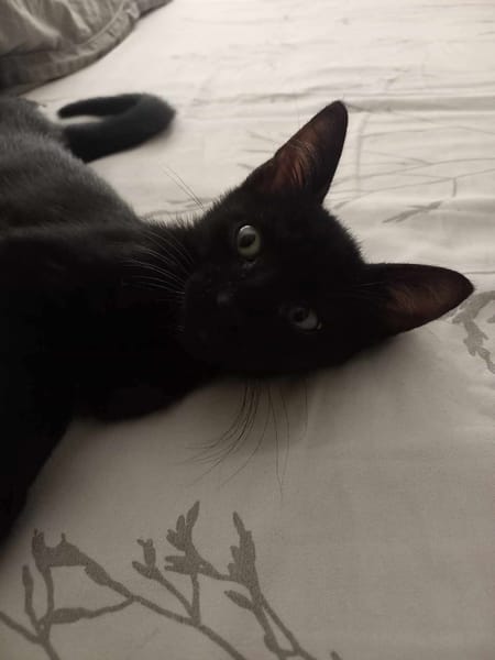 Amour, mâle croisé européen, né le 04/06/2025 🐱