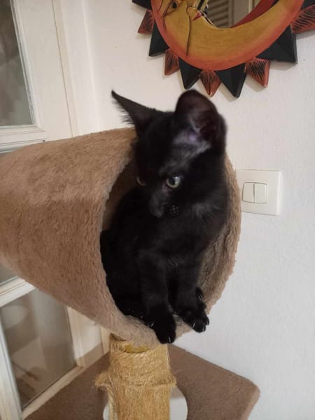 Amour, mâle croisé européen, né le 04/06/2025 🐱