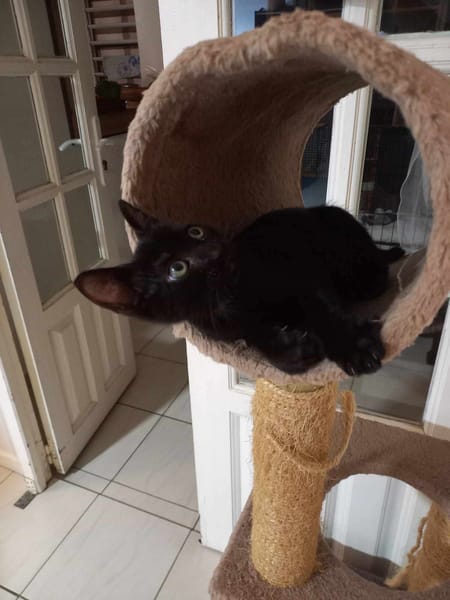 Amour, mâle croisé européen, né le 04/06/2025 🐱