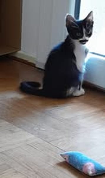 OIRI