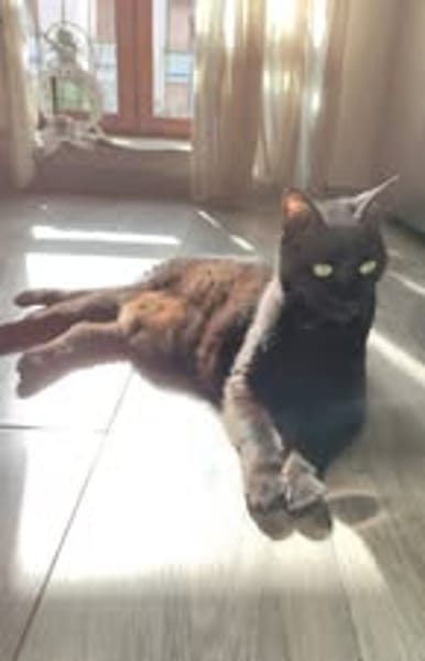 LOLITA