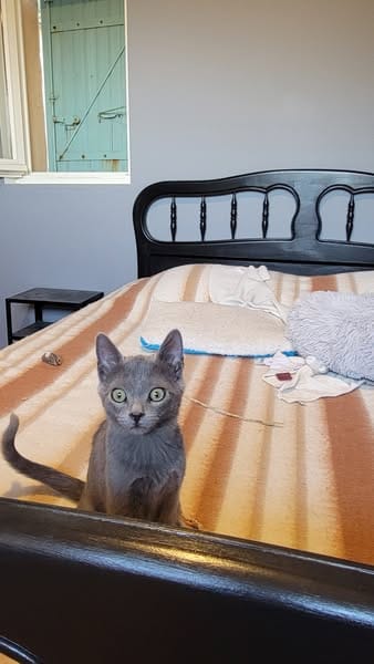 LILI