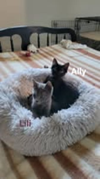 LILI