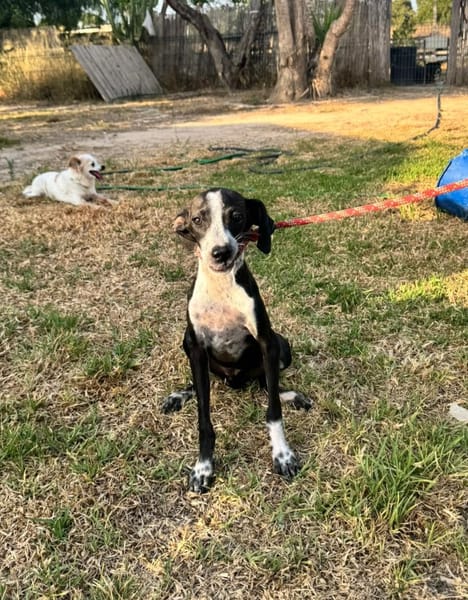 DIXIE  (Martina)