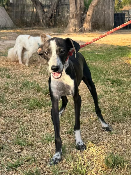 DIXIE  (Martina)