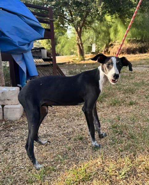DIXIE  (Martina)