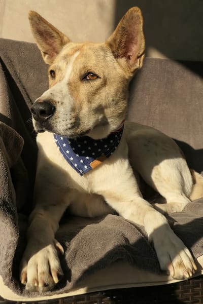 Sunny