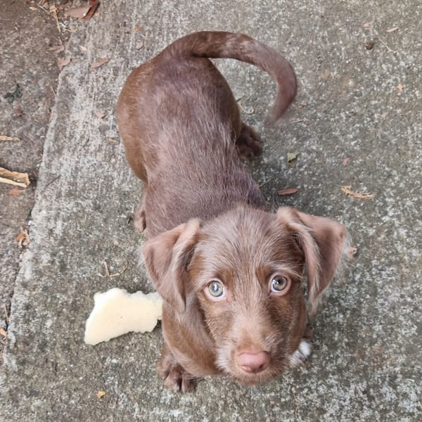 EKKO