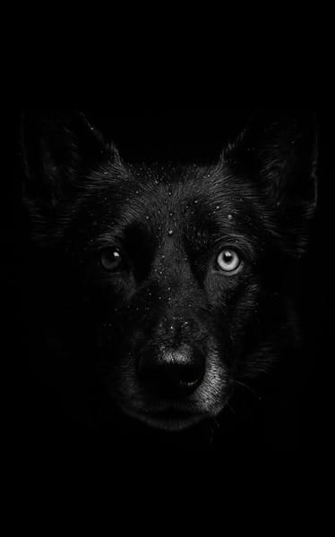 ALPHA