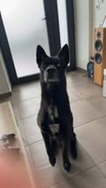 ALPHA