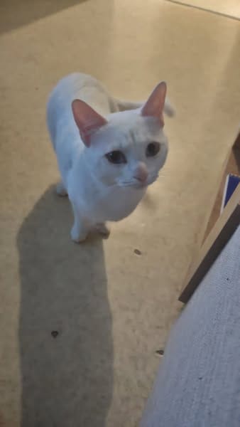 CHICHI