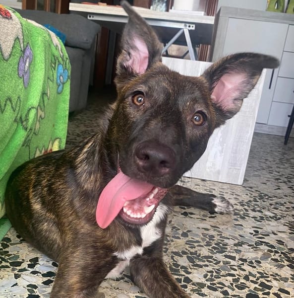 MÍA