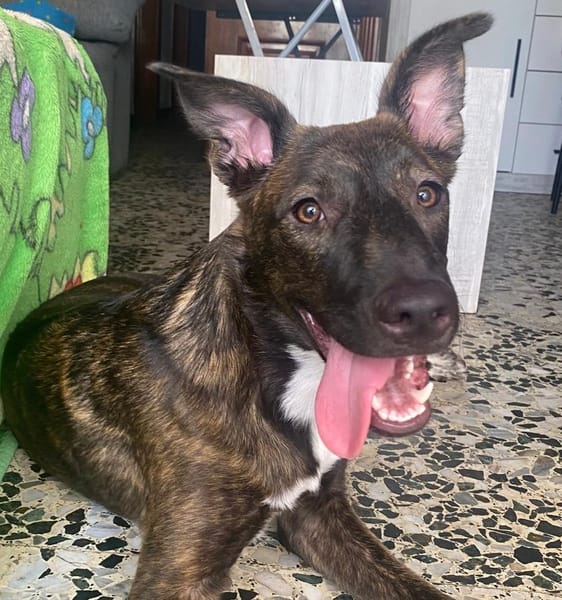 MÍA