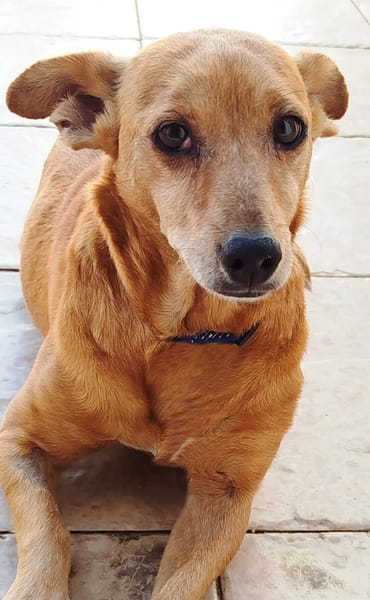 MUSA