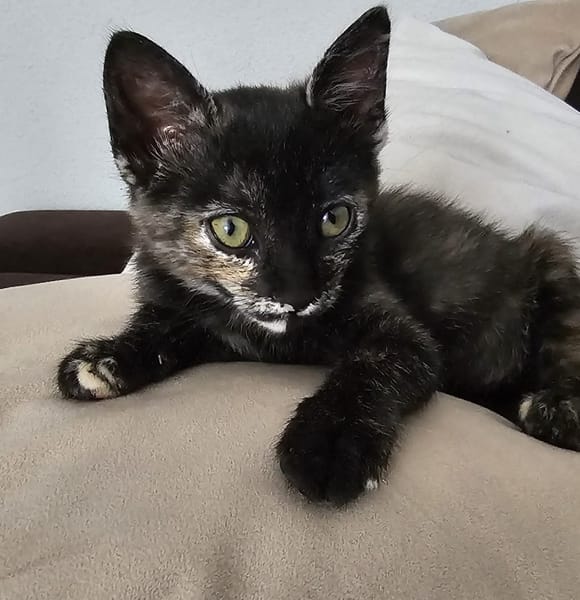 MOLLY