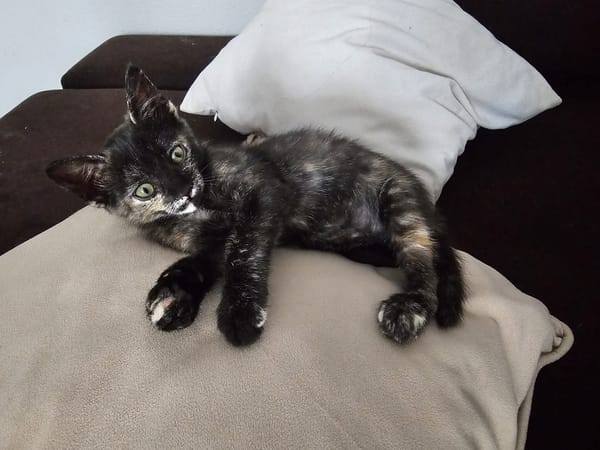MOLLY