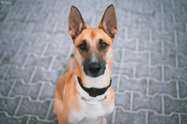 Diego
