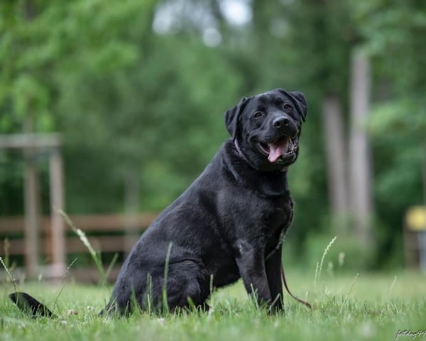 Bambo 