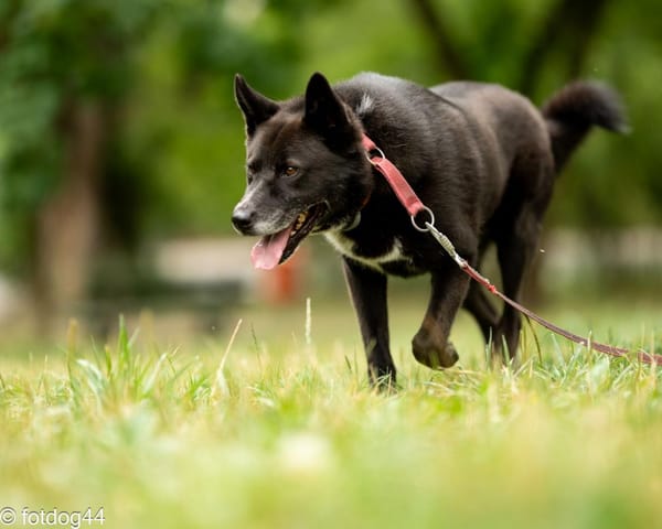Inu