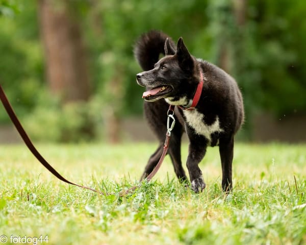 Inu