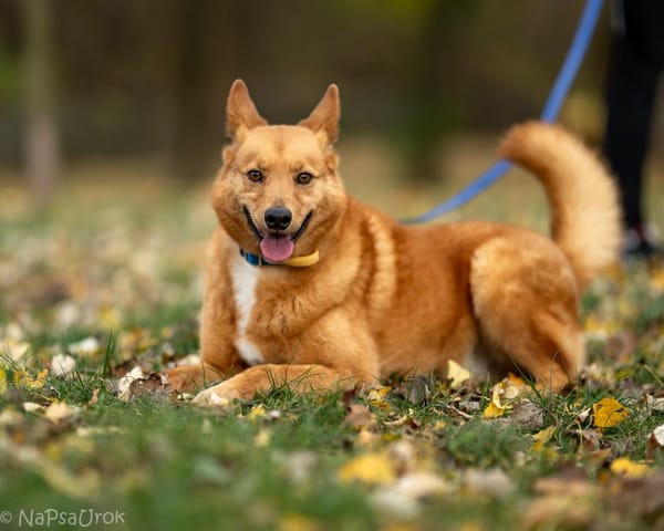 Rotti