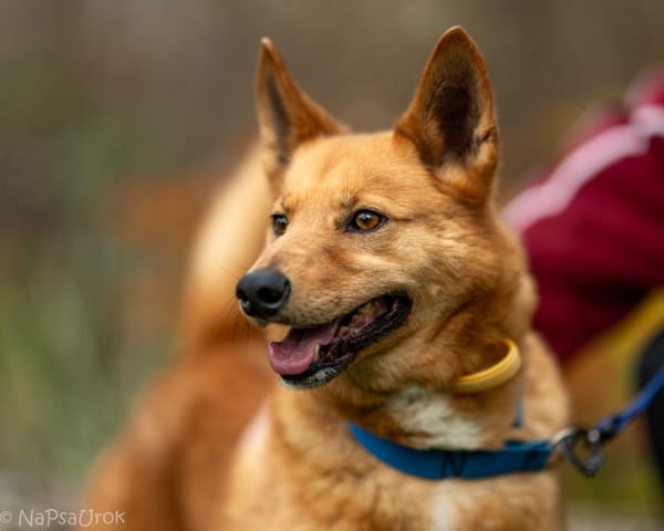 Rotti