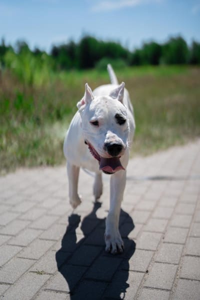Casper