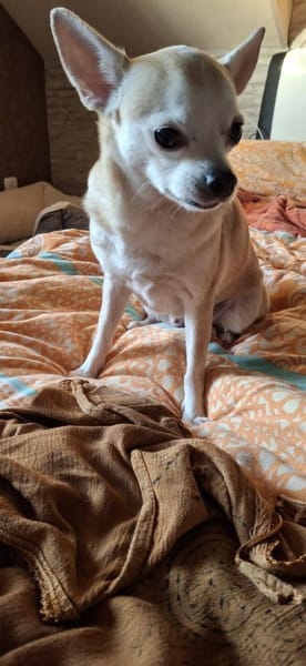 Pufi  Kleine Chihuahua-Prinzessin