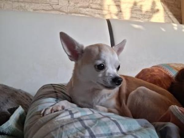 Pufi  Kleine Chihuahua-Prinzessin