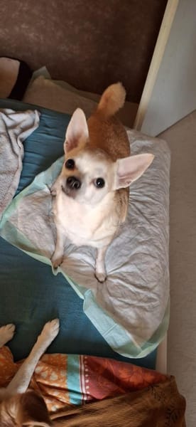 Pufi  Kleine Chihuahua-Prinzessin