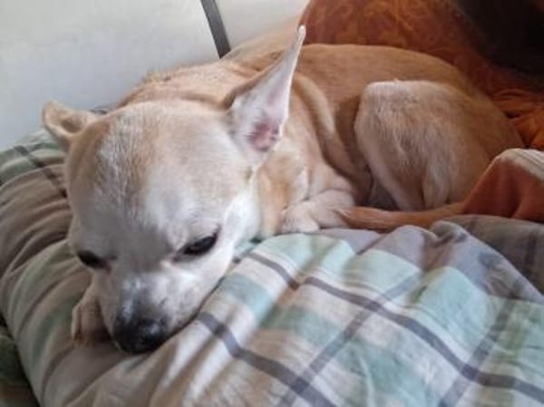 Pufi  Kleine Chihuahua-Prinzessin