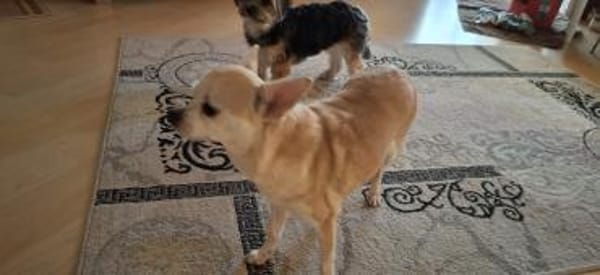 Pufi  Kleine Chihuahua-Prinzessin