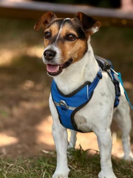 Minnie sucht Jack Russel Liebhaber